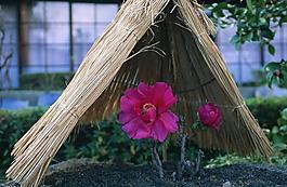 花朵圖片