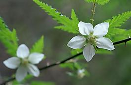 花朵圖片