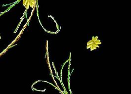 動(dòng)感花紋視頻素材圖片