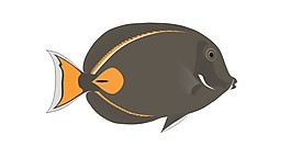 裝飾魚