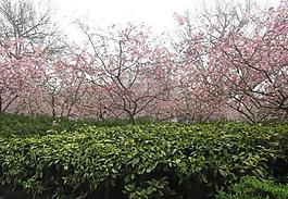 西湖春天圖片