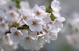 春天 花圖片