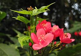 春天紅花圖片