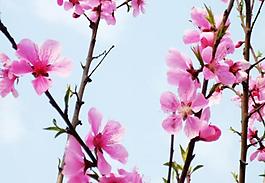 桃花 春天圖片