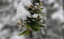 春天的雪圖片