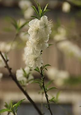 春天的花圖片