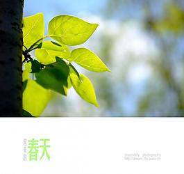 春天 葉子圖片