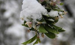 春天的雪圖片