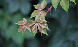 春天的葉子圖片