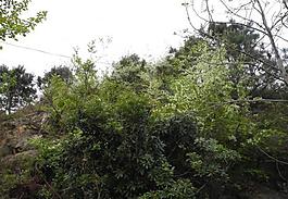 春天的山景圖片