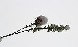 春天的雪圖片