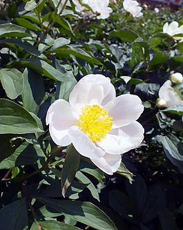 春天校園芍藥花圖片