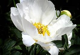 春天校園芍藥花圖片