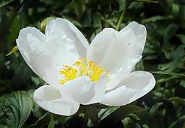 春天校園的芍藥花圖片