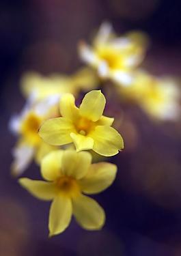 春天迎春花圖片