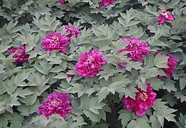 綠葉 春天 鮮花 盛圖片