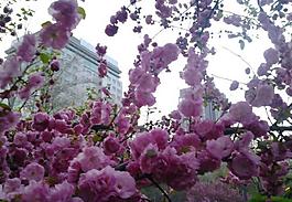 櫻花 花朵 春天 綠草 小圖片