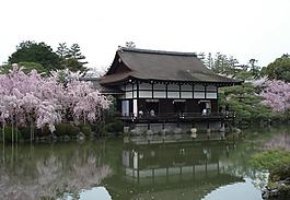櫻花 春天風(fēng)景圖片