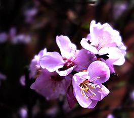 春天校園的榆葉梅花圖片