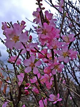 春天校園的榆葉梅花圖片