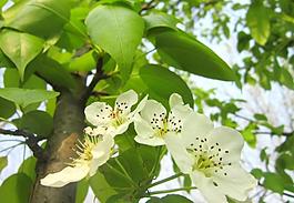 梨樹 梨花 春天圖片