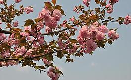櫻花圖片