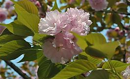 櫻花圖片