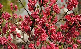 桃花圖片