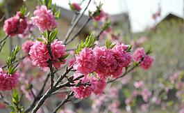 桃花圖片