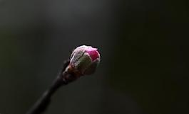 春天蓓蕾待放圖片