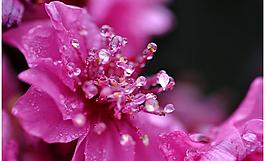 桃花圖片