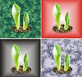 發芽圖片