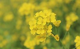 油菜花圖片