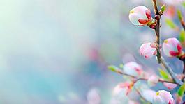 桃花圖片