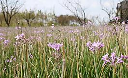 紫花 野花圖片