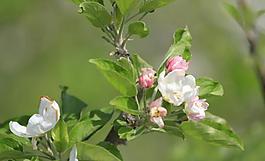 春天的蘋果 梨花圖片