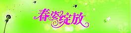 春姿綻放圖片