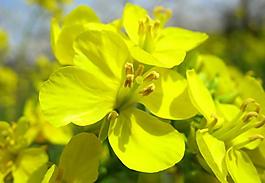 油菜花圖片