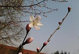 桃花 花朵 春天 綠草 小圖片