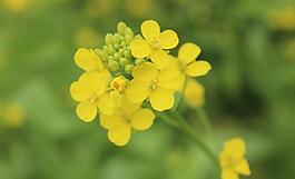 油菜花圖片