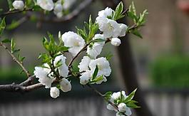 海棠花圖片
