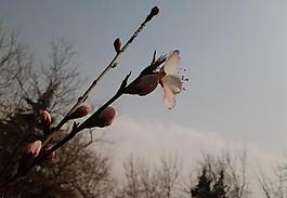 桃花 花朵 春天 綠草 小圖片