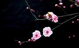 桃花圖片