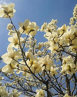 玉蘭花圖片