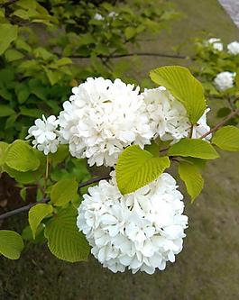 純潔白花圖片