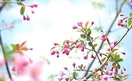 海棠花圖片