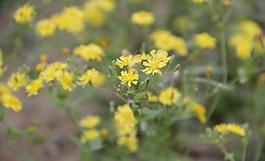 小黃花圖片