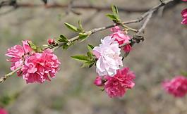 桃花圖片