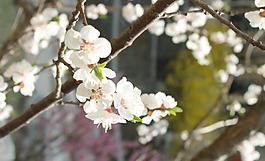 春天里的白桃花圖片