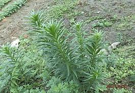 春天里的野百合圖片